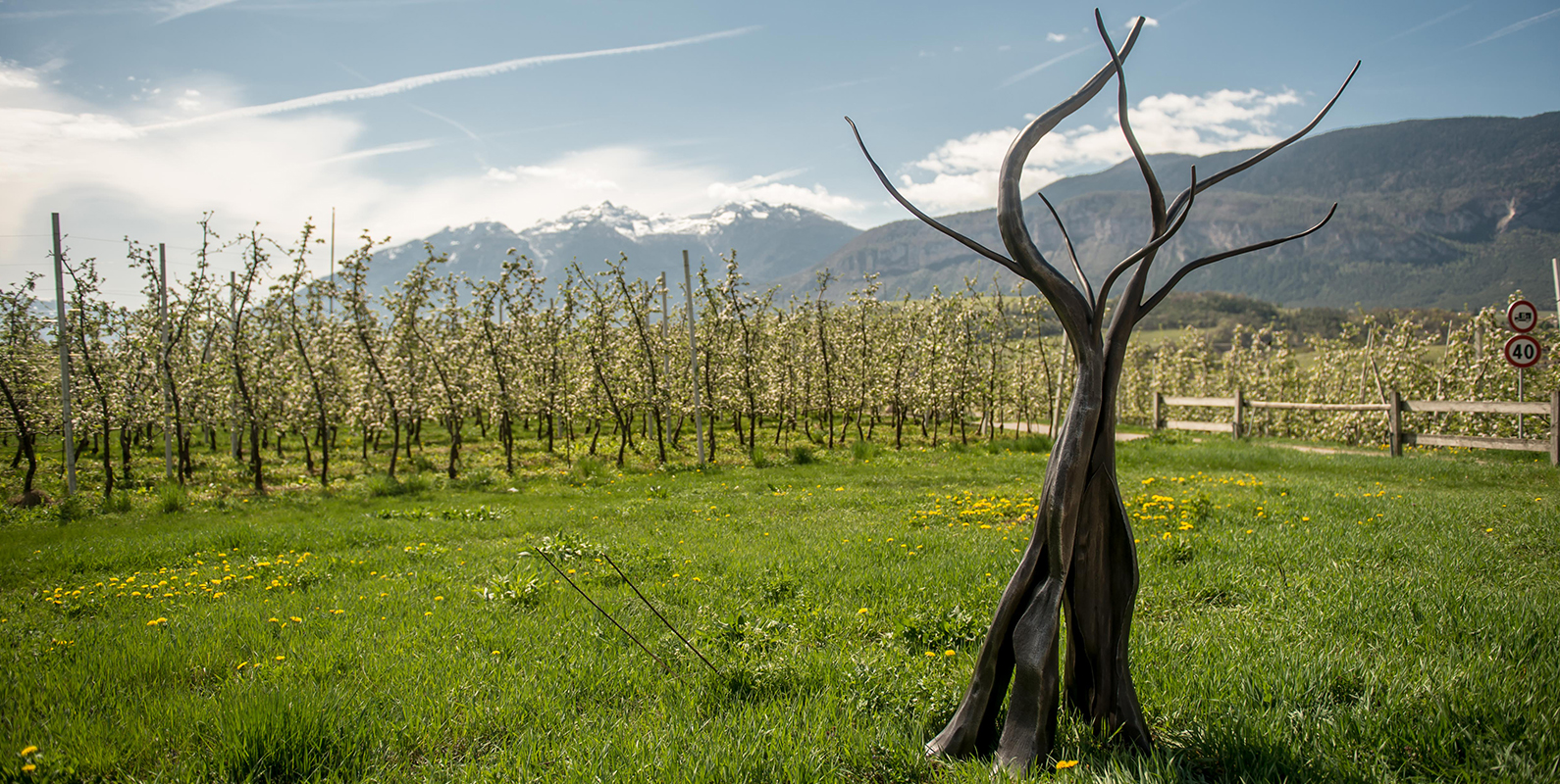 giusto1590x800px albero finale (1)